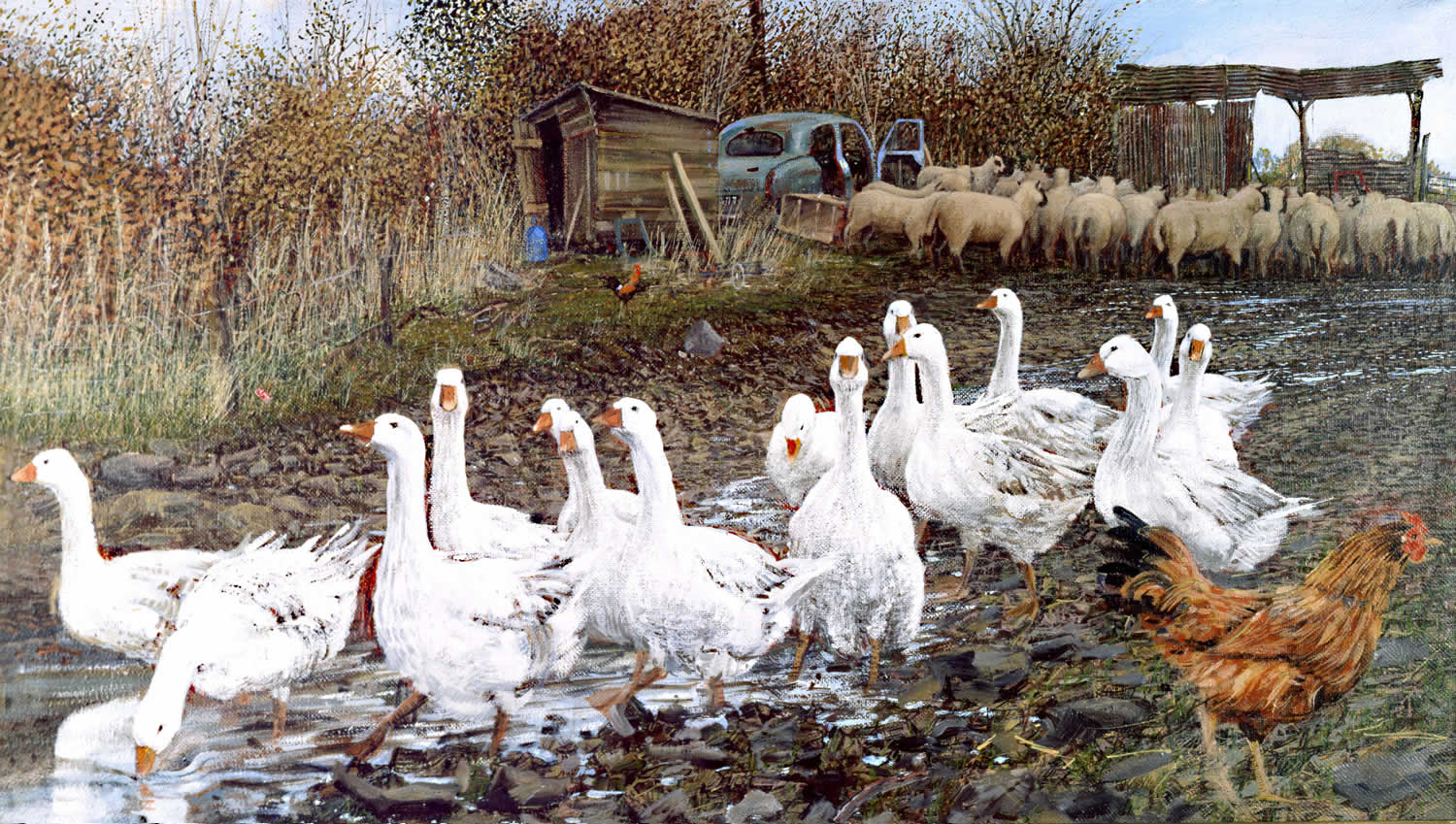 Geese on a Hill farm